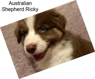 Australian Shepherd Ricky