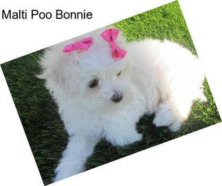 Malti Poo Bonnie