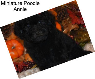 Miniature Poodle Annie
