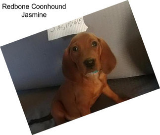 Redbone Coonhound Jasmine