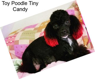 Toy Poodle Tiny Candy