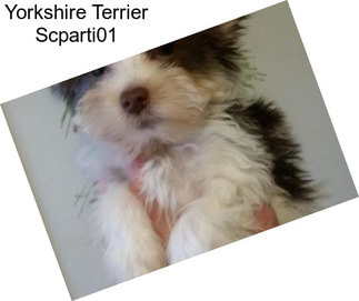 Yorkshire Terrier Scparti01