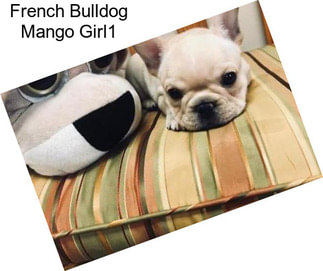 French Bulldog Mango Girl1
