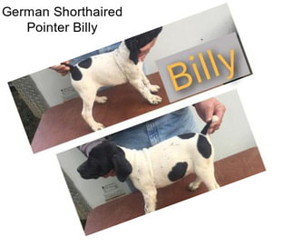 German Shorthaired Pointer Billy