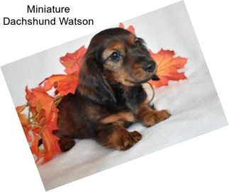 Miniature Dachshund Watson