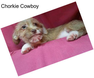 Chorkie Cowboy