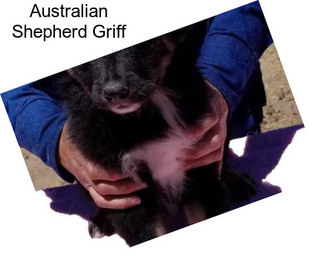 Australian Shepherd Griff