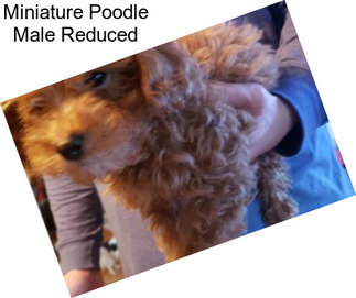 Miniature Poodle Male Reduced