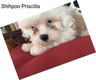 Shihpoo Priscilla
