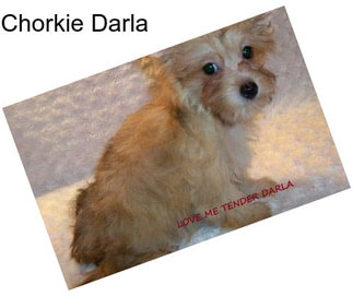 Chorkie Darla