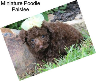 Miniature Poodle Paislee