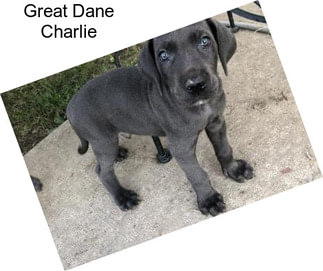 Great Dane Charlie
