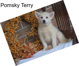 Pomsky Terry