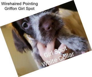 Wirehaired Pointing Griffon Girl Spot