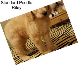 Standard Poodle Riley