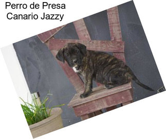 Perro de Presa Canario Jazzy