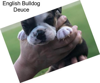 English Bulldog Deuce