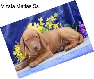 Vizsla Matias Ss