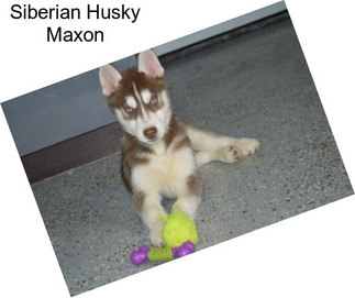 Siberian Husky Maxon