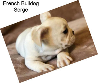 French Bulldog Serge