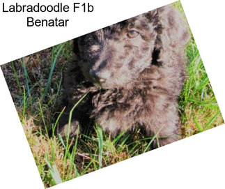 Labradoodle F1b Benatar