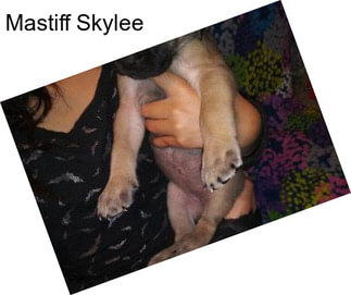 Mastiff Skylee