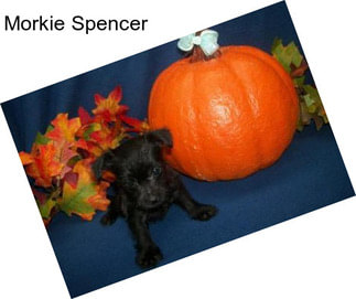 Morkie Spencer