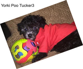 Yorki Poo Tucker3