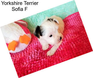 Yorkshire Terrier Sofia F