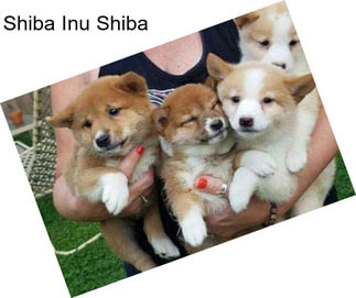 Shiba Inu Shiba