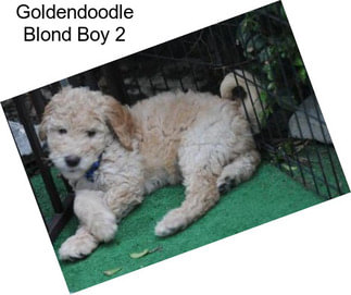 Goldendoodle Blond Boy 2