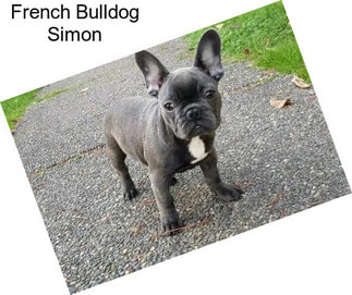 French Bulldog Simon