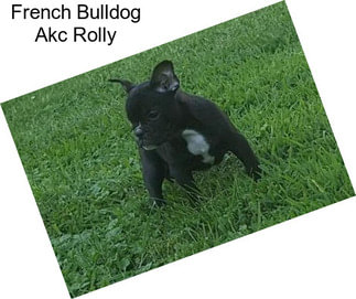 French Bulldog Akc Rolly
