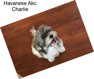 Havanese Akc Charlie