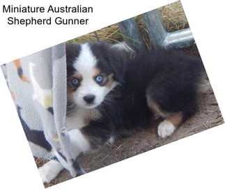 Miniature Australian Shepherd Gunner