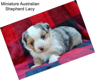 Miniature Australian Shepherd Lacy