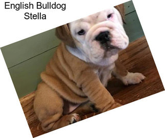 English Bulldog Stella