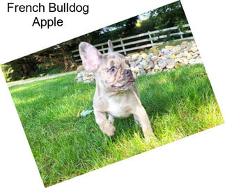 French Bulldog Apple