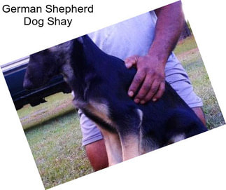 German Shepherd Dog Shay