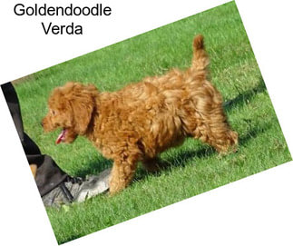 Goldendoodle Verda