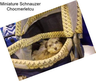 Miniature Schnauzer Chocmerletcu