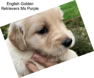 English Golden Retrievers Ms Purple