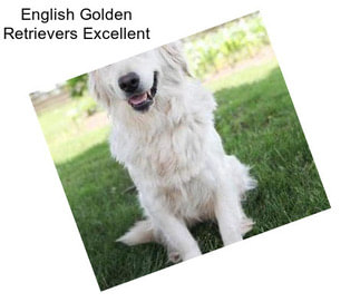 English Golden Retrievers Excellent