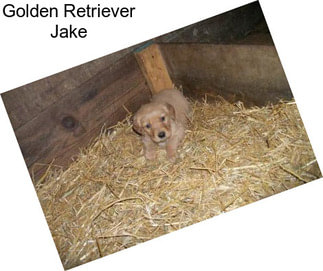 Golden Retriever Jake