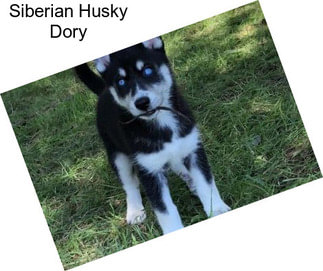 Siberian Husky Dory