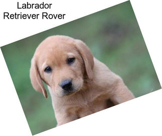 Labrador Retriever Rover