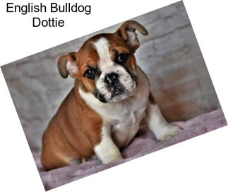 English Bulldog Dottie