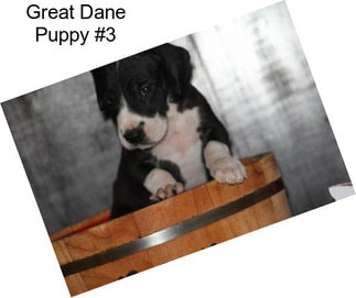 Great Dane Puppy #3