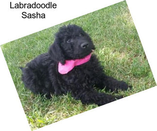 Labradoodle Sasha