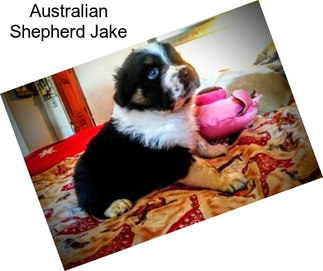 Australian Shepherd Jake